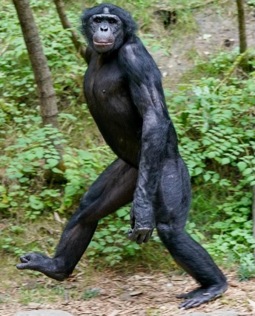 Животное бонобо
