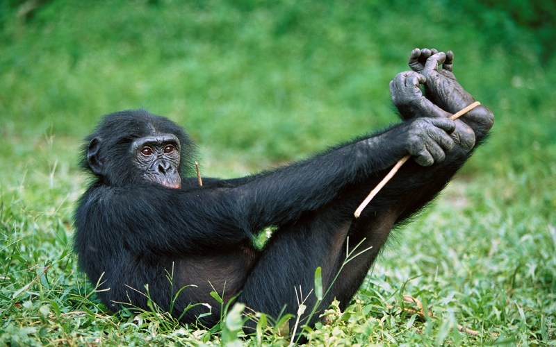 Бонобо в траве