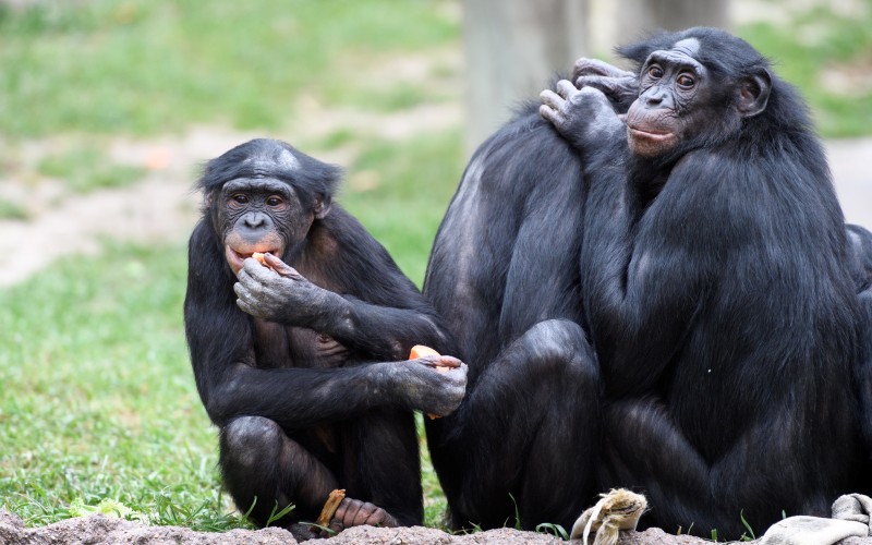 Семейство бонобо