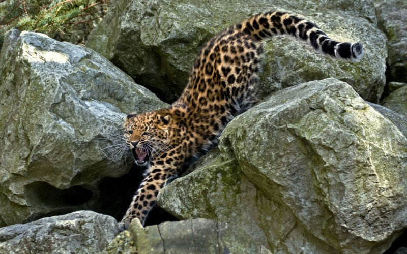 Злой амурский леопард