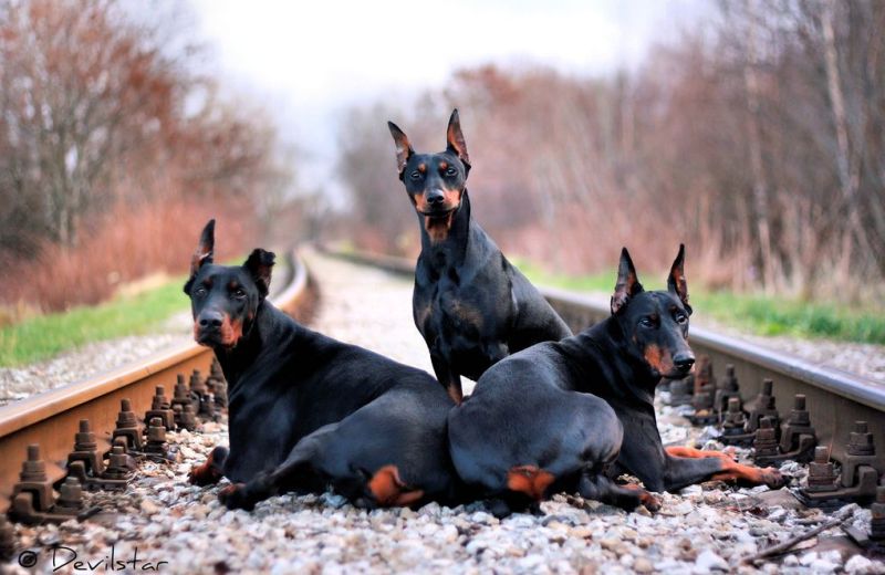 Три пса на железной дороге