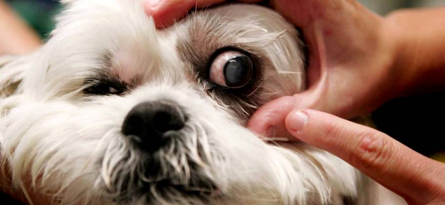 У какой породы собак выпадают глаза