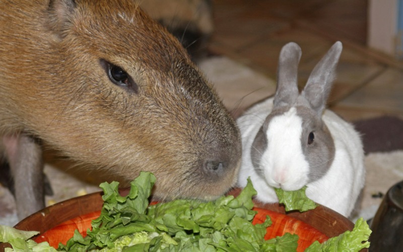Капибара и кролик едят 