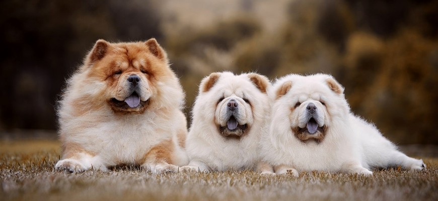 Китайские породы собак