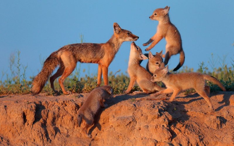 Семейство степных лисиц