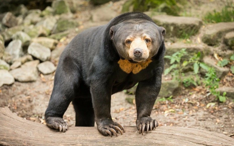 Малайский медведь стоит