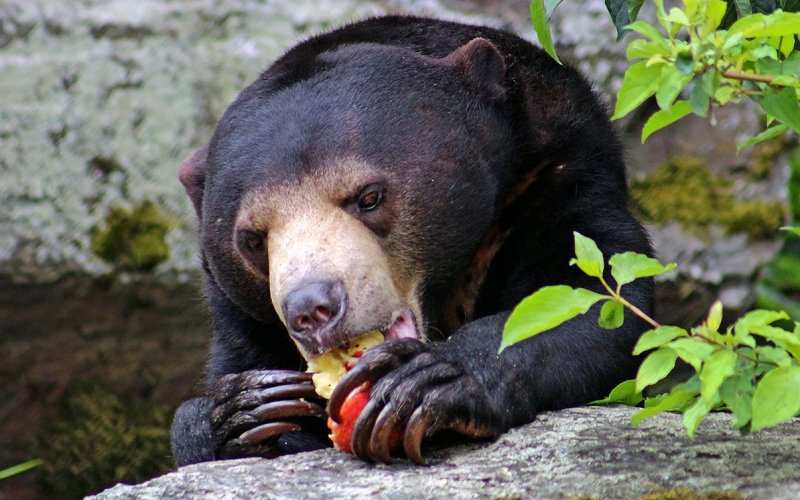 Медведь ест