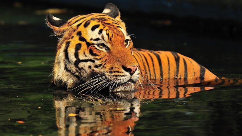Малайский тигр в воде