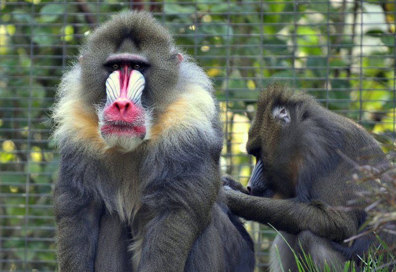 Яркие обезьяны в зоопарке