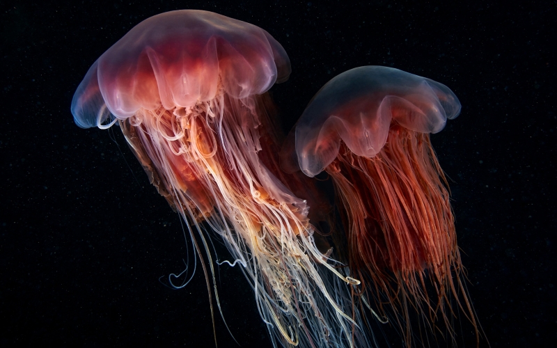 Красные медузы