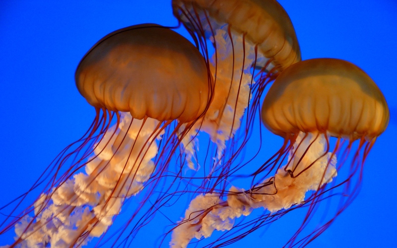 Дикие медузы
