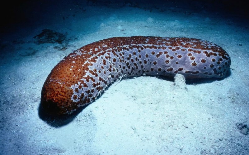 Моллюск морской огурец
