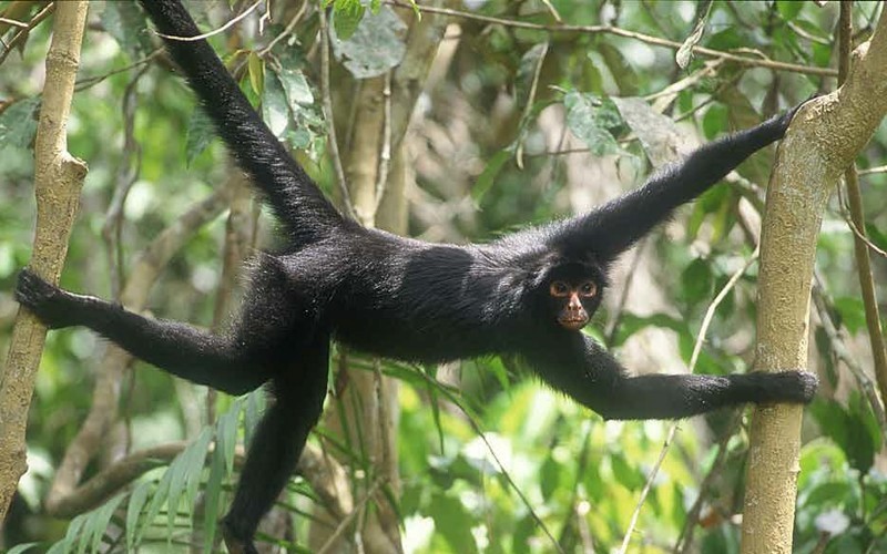Паукообразная обезьяна в лесу