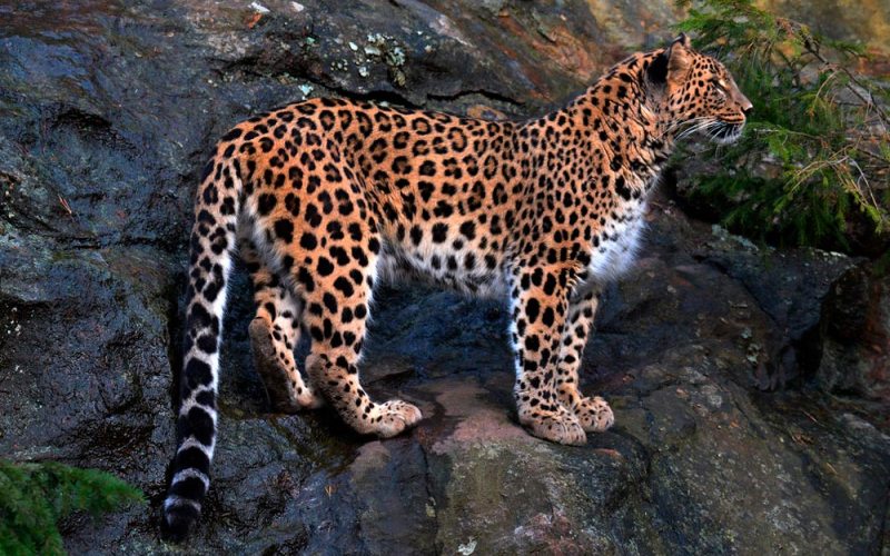 Переднеазиатский леопард на камнях