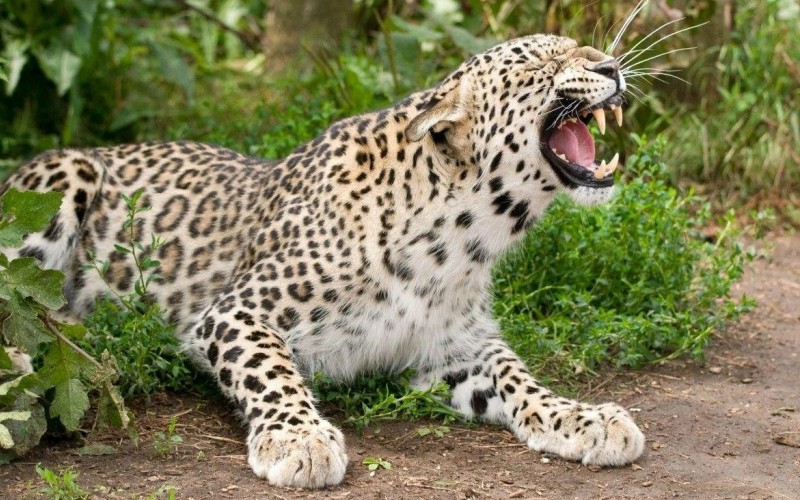 Злой кавказский леопард