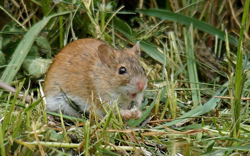Мышь в траве