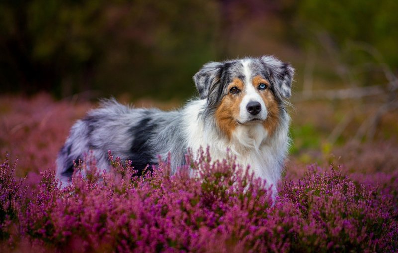 Пес в цветах