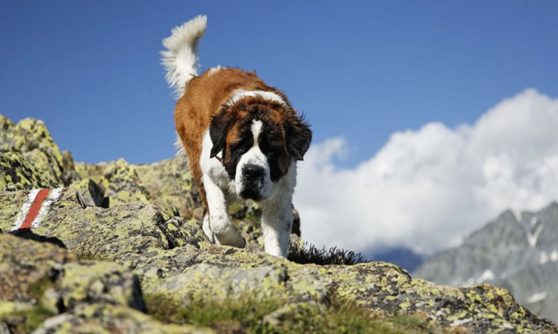 Пес в горах