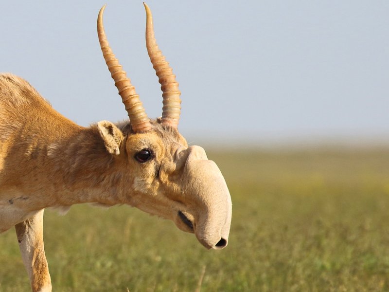 Голова антилопы