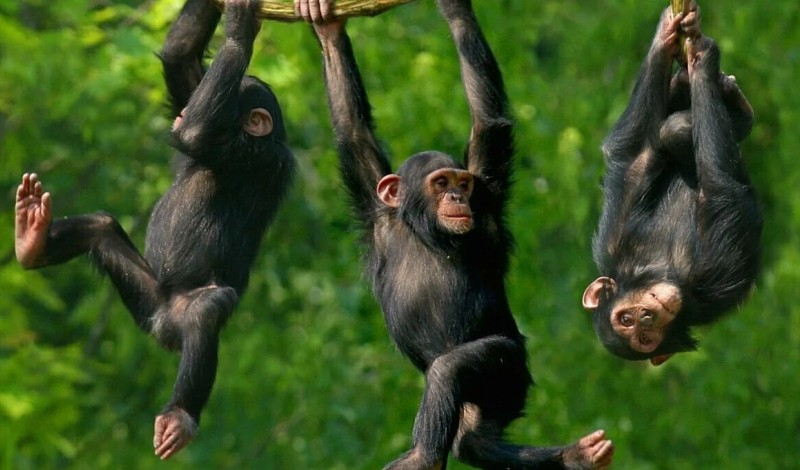 Шимпанзе висят на ветке