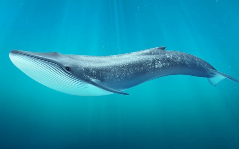 Синий кит в воде