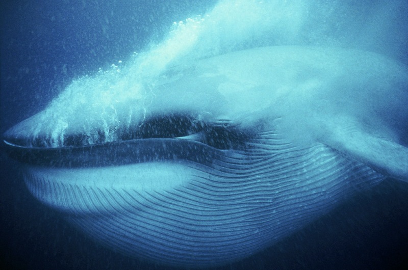 Пасть синего кита под водой