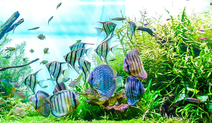 В аквариуме с другими рыбами