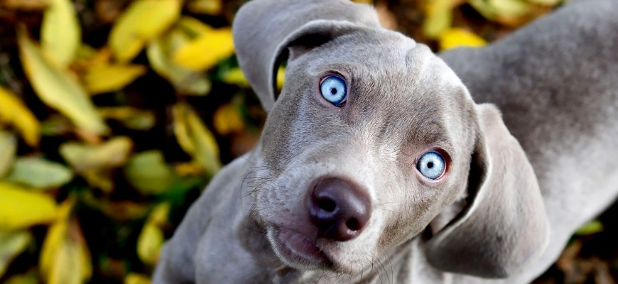 Породы собак с голубыми глазами