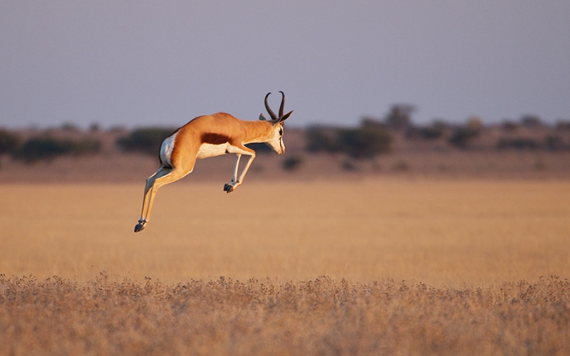 Прыгающая антилопа