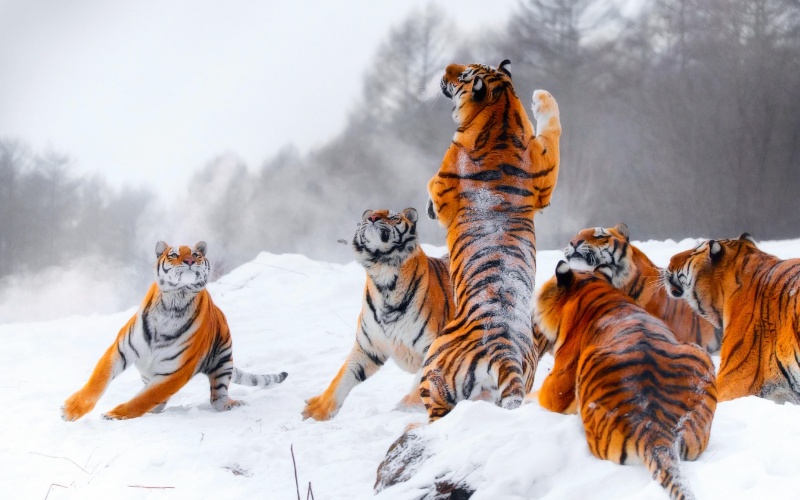 Тигры в снегу