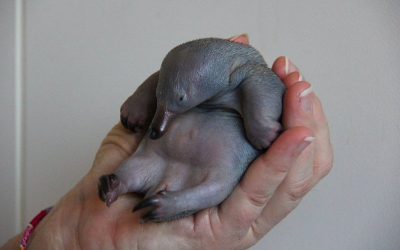 Новорожденный утконос 