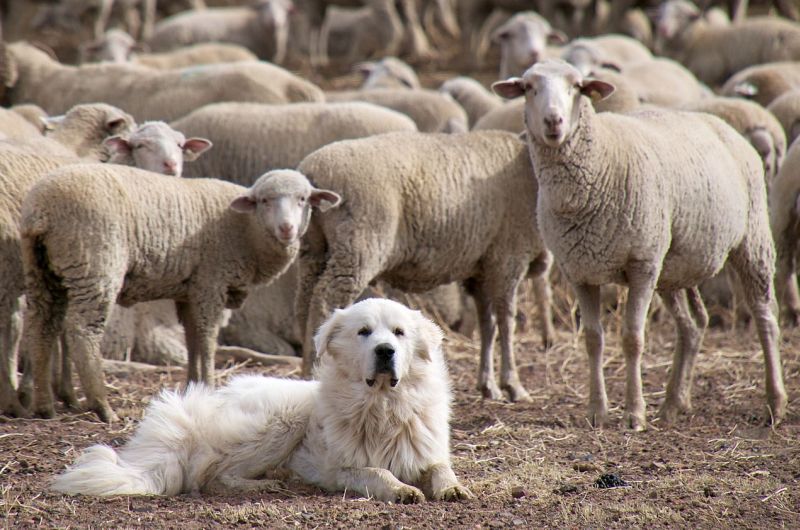 Пес и овцы