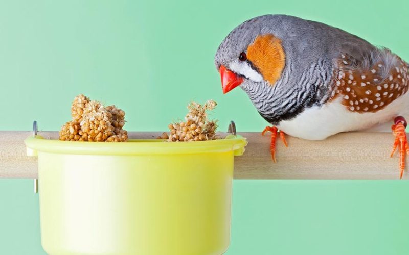 Птичка ест зерна