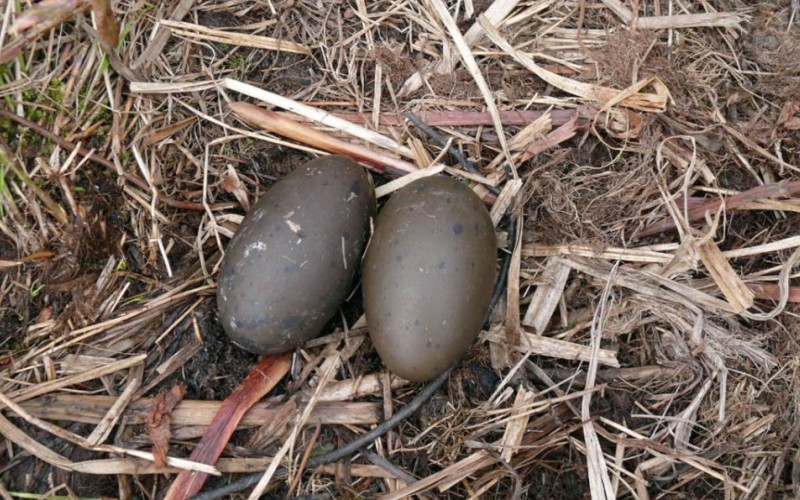 Яйца белоклювой гагары
