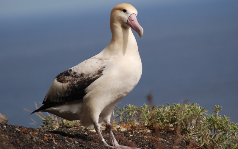 Птица белоспинный альбатрос 