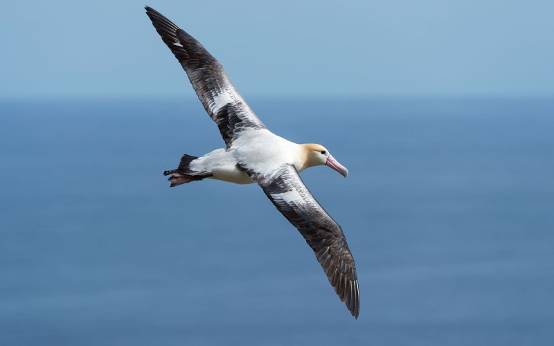 Белоспинный альбатрос в полете