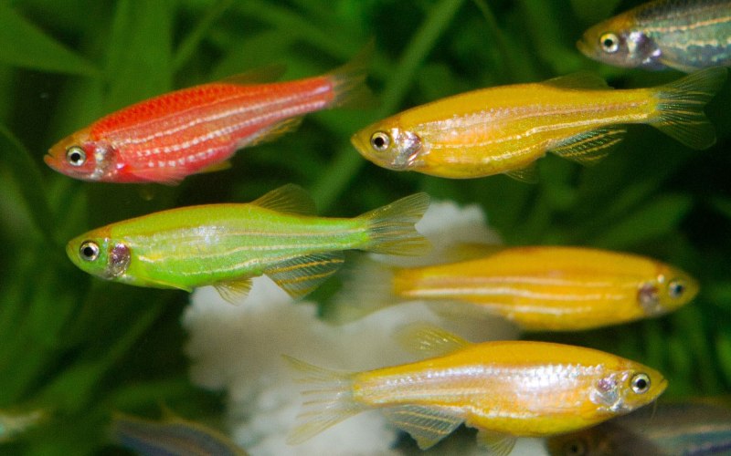 Рыбы в разных цветах