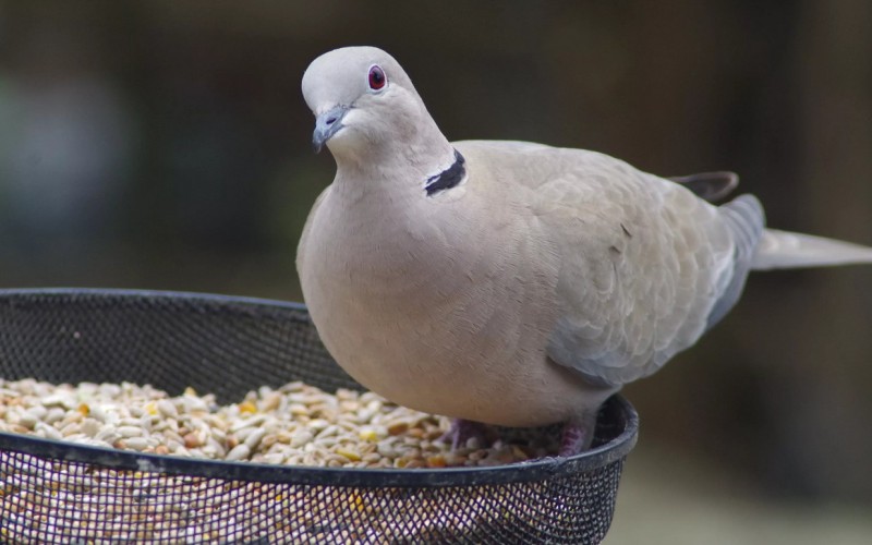 Птица с зернами