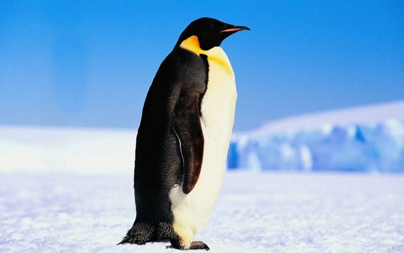Птица императорский пингвин 