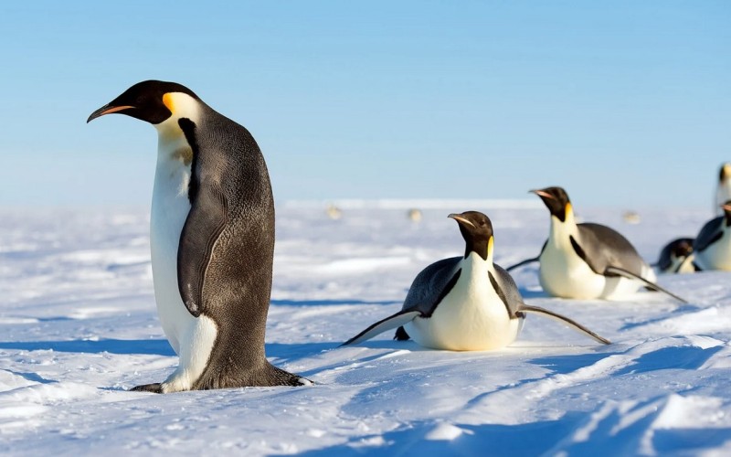 Императорские пингвины на снегу