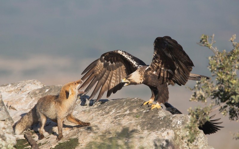 Борьба орла и лисицы