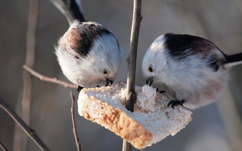 Птицы едят