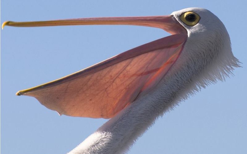 Голова пеликана