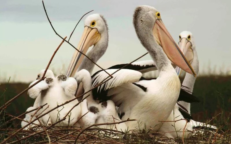 Птенцы пеликана