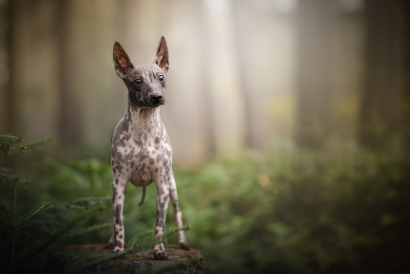 Пес в лесу
