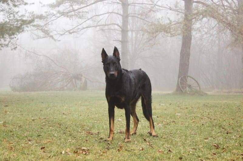 Пес в тумане