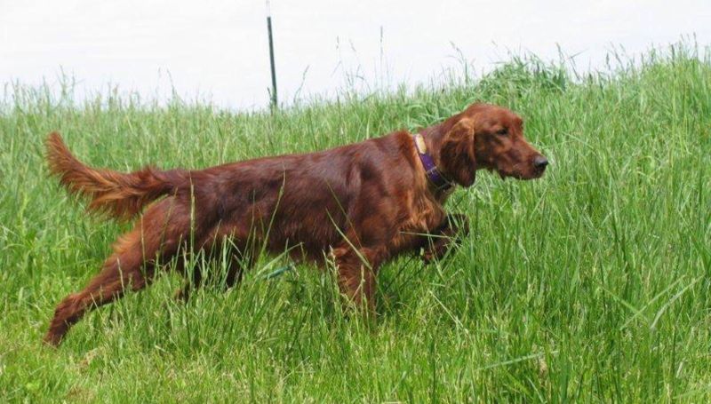 Пес в высокой траве