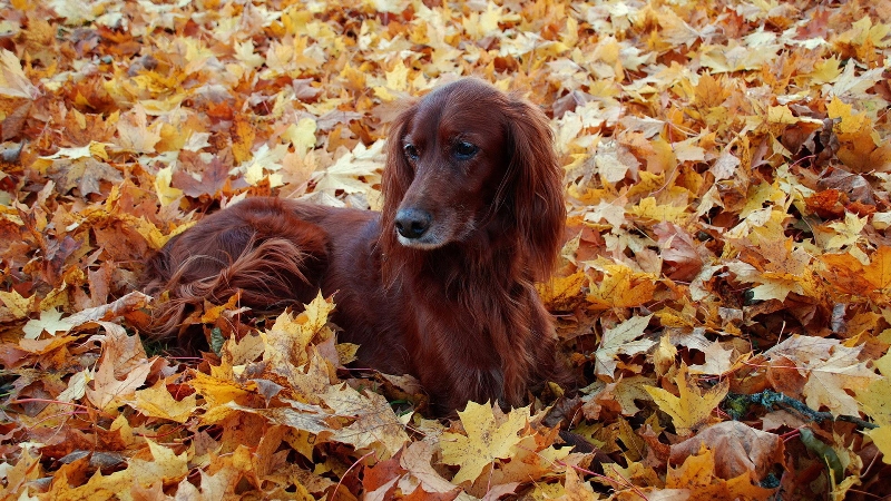 Пес в осенних листьях