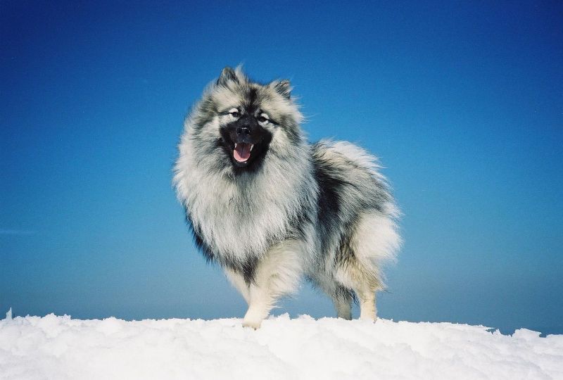 Собака на снегу