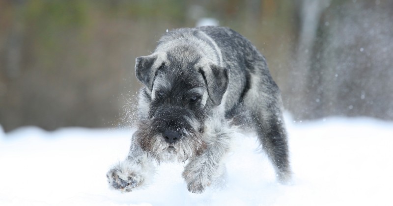 Пес на снегу